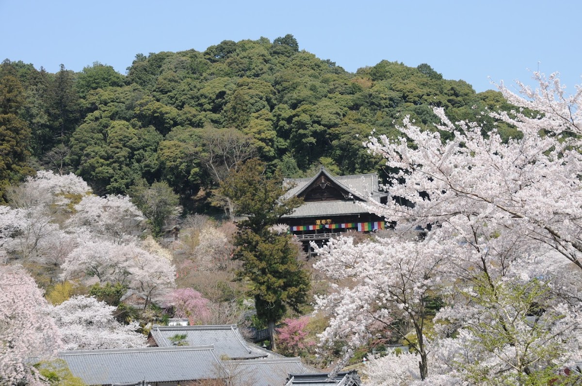 長谷寺