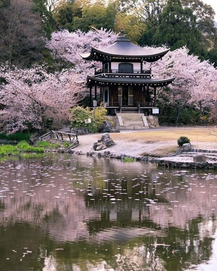 Kajuuji
