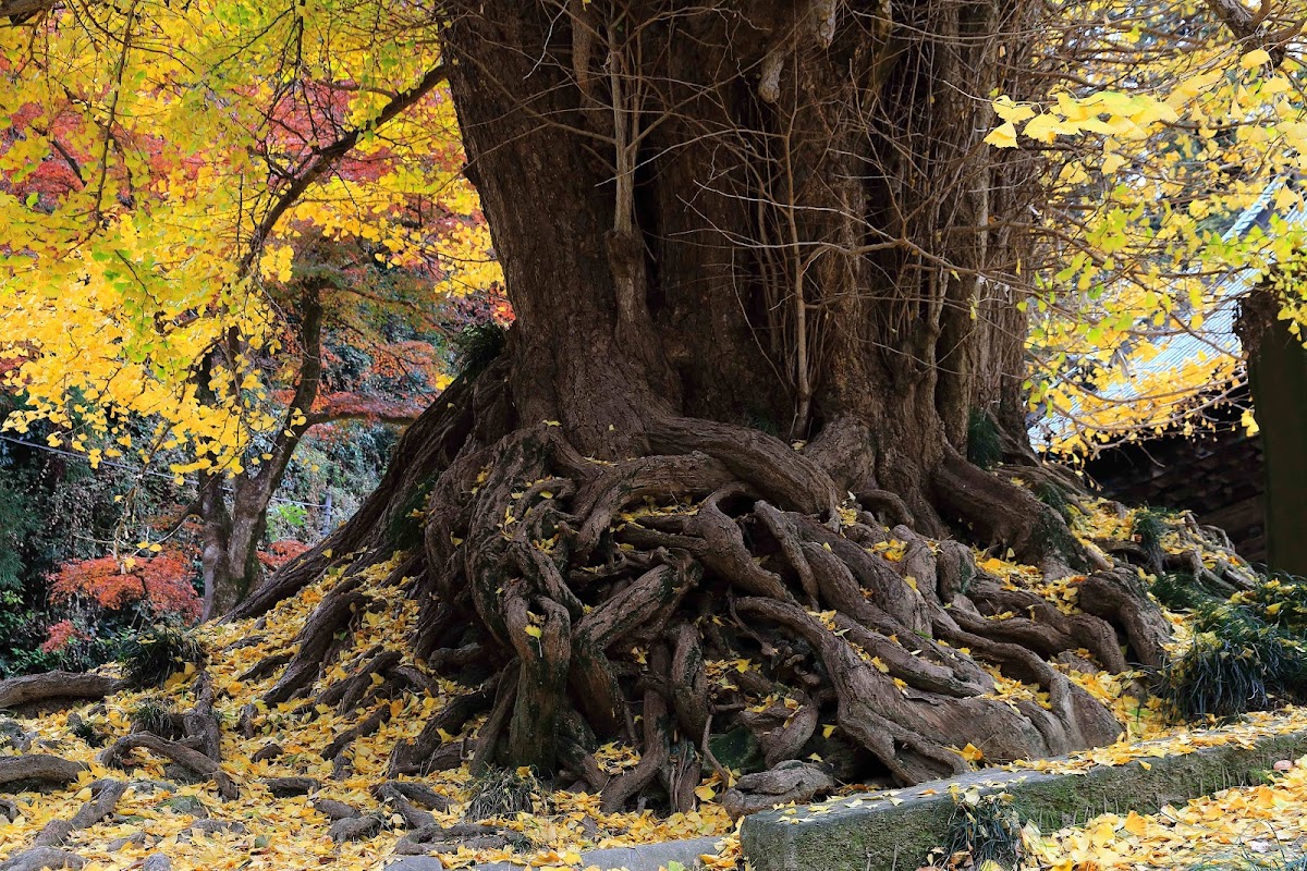 正法寺