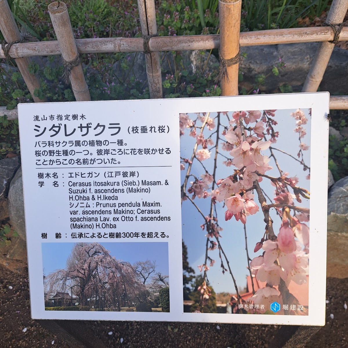 清瀧院