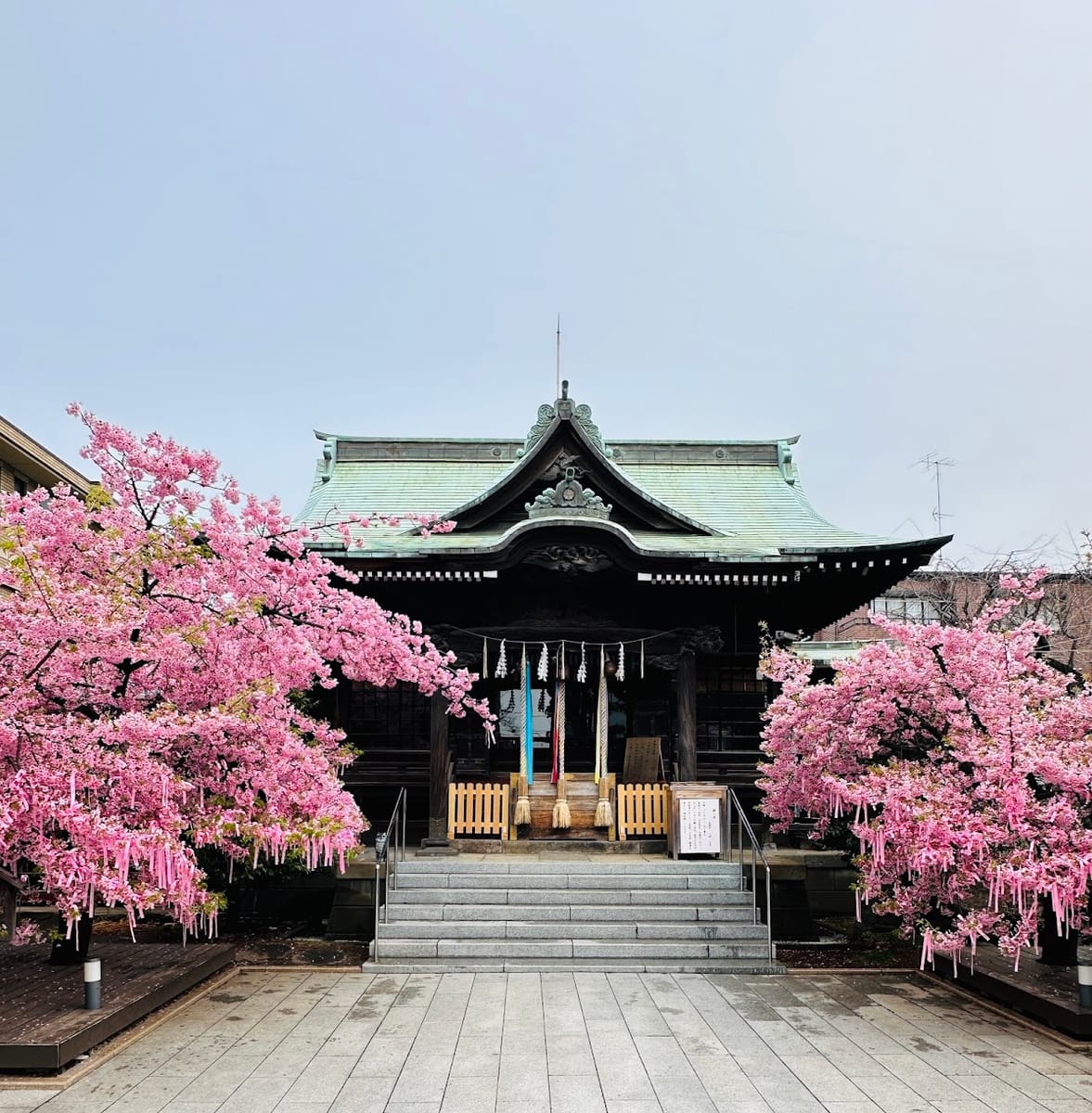 Sakura Jingu