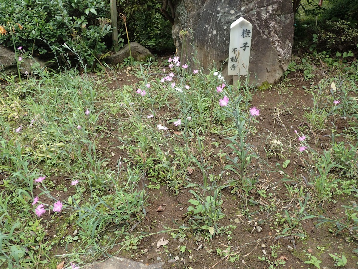 不動寺