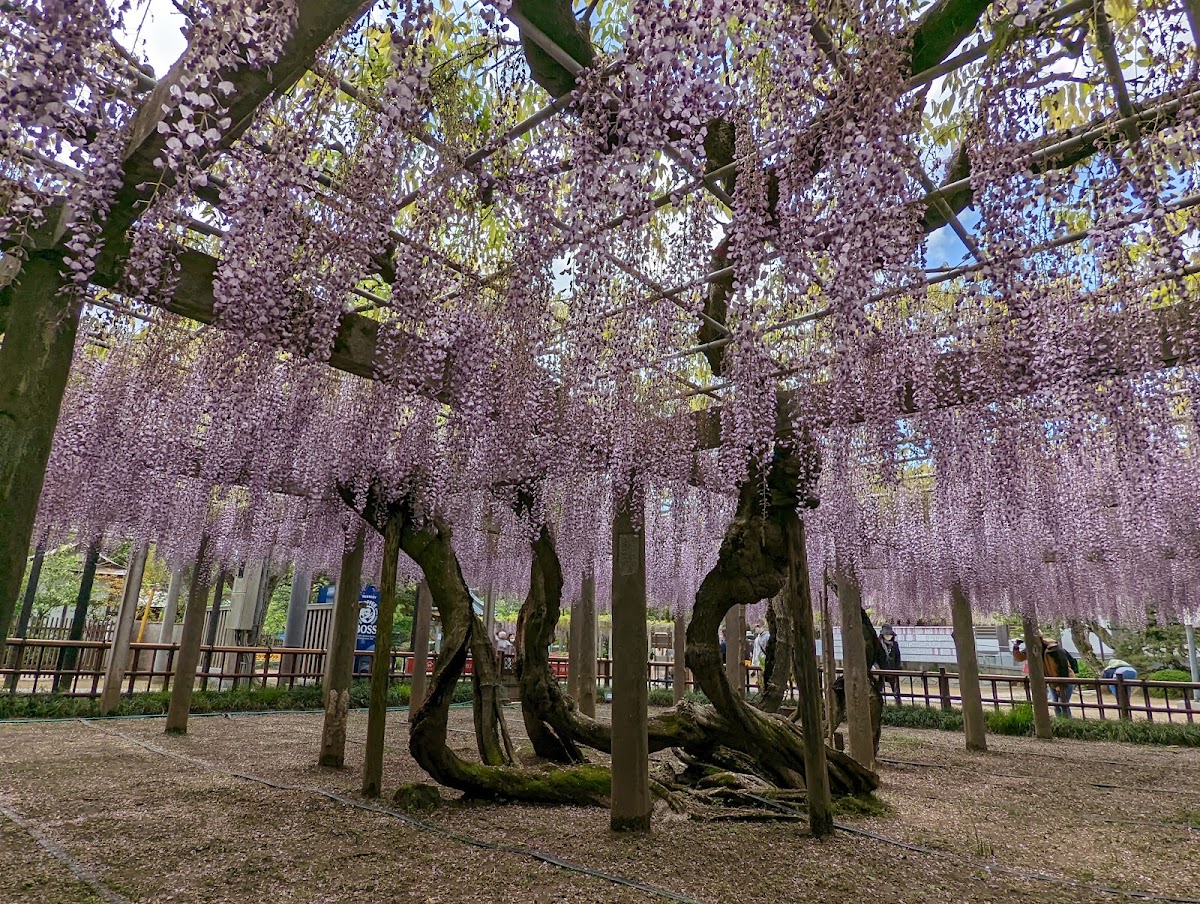 妙福寺