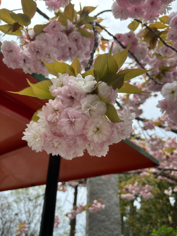 大瀧寺の御朱印 4