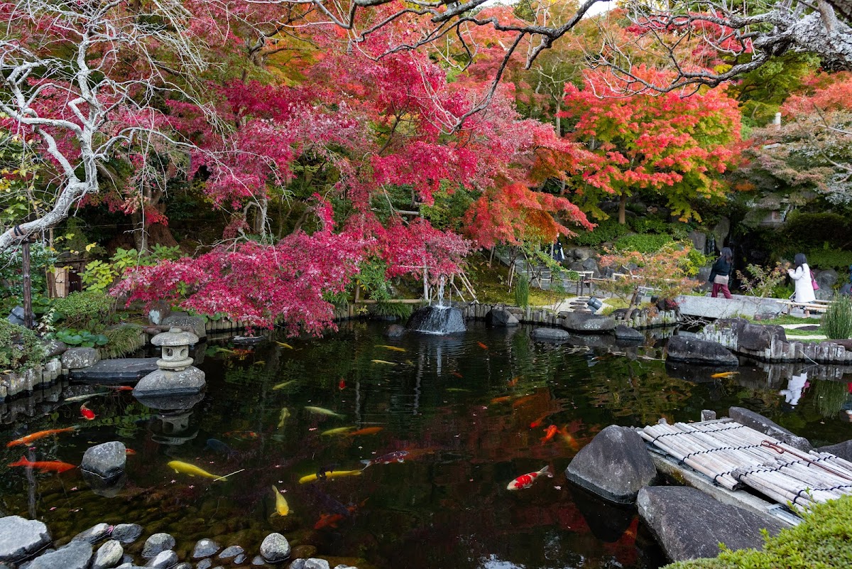 Hasedera