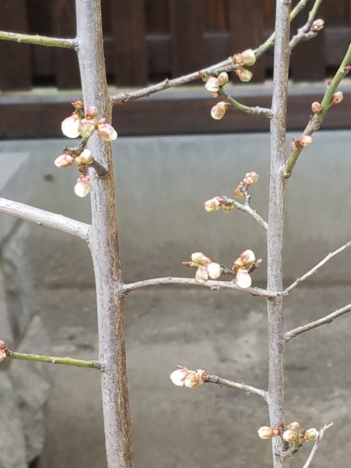 Sugawara Jinja