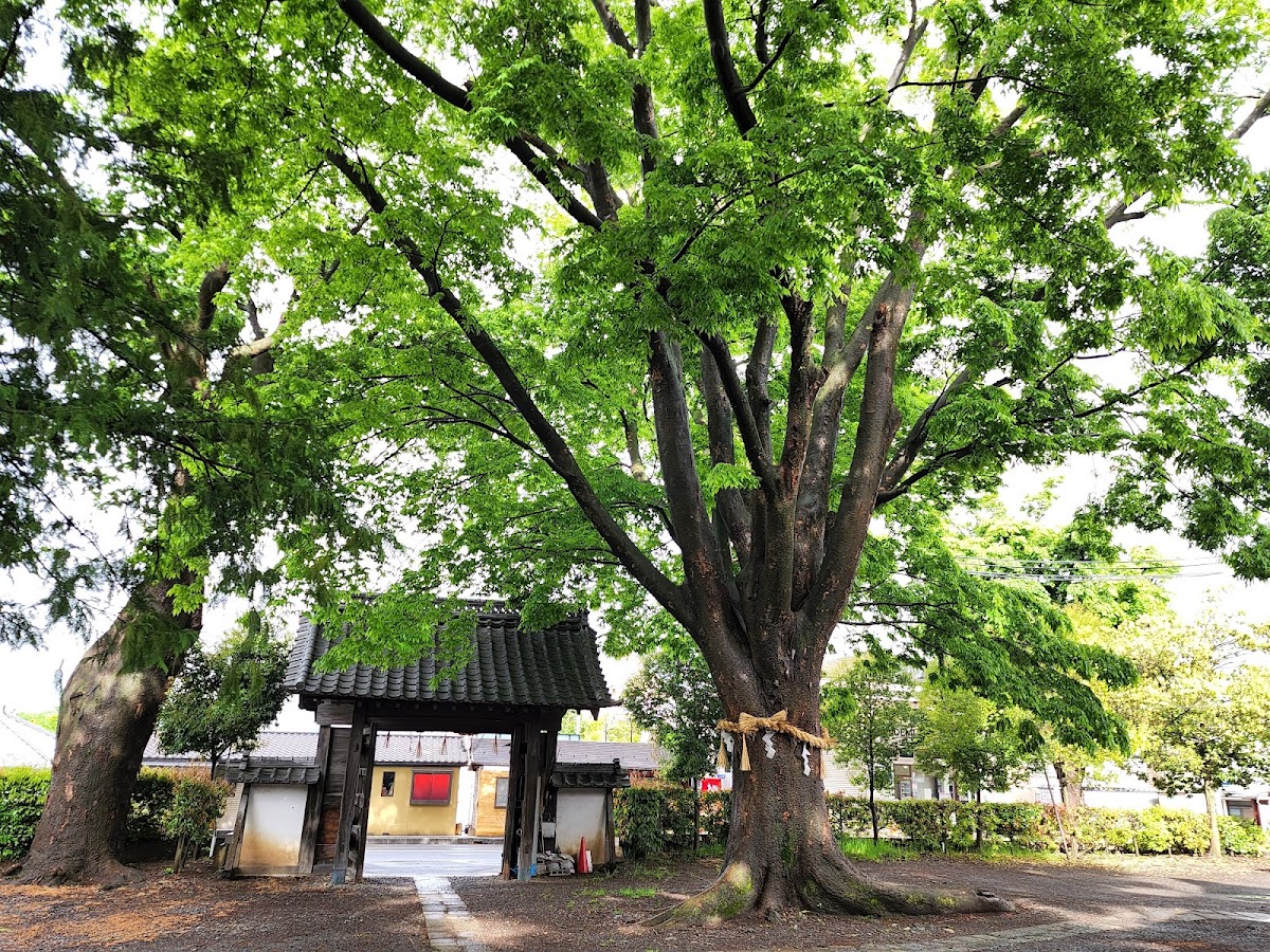 Matsumoto Jinja 1
