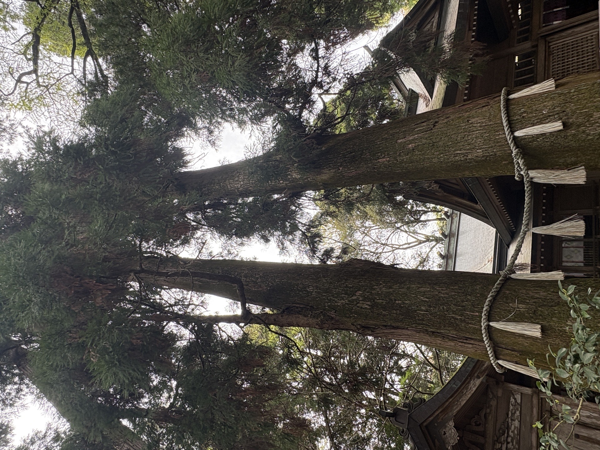 高千穂神社 4