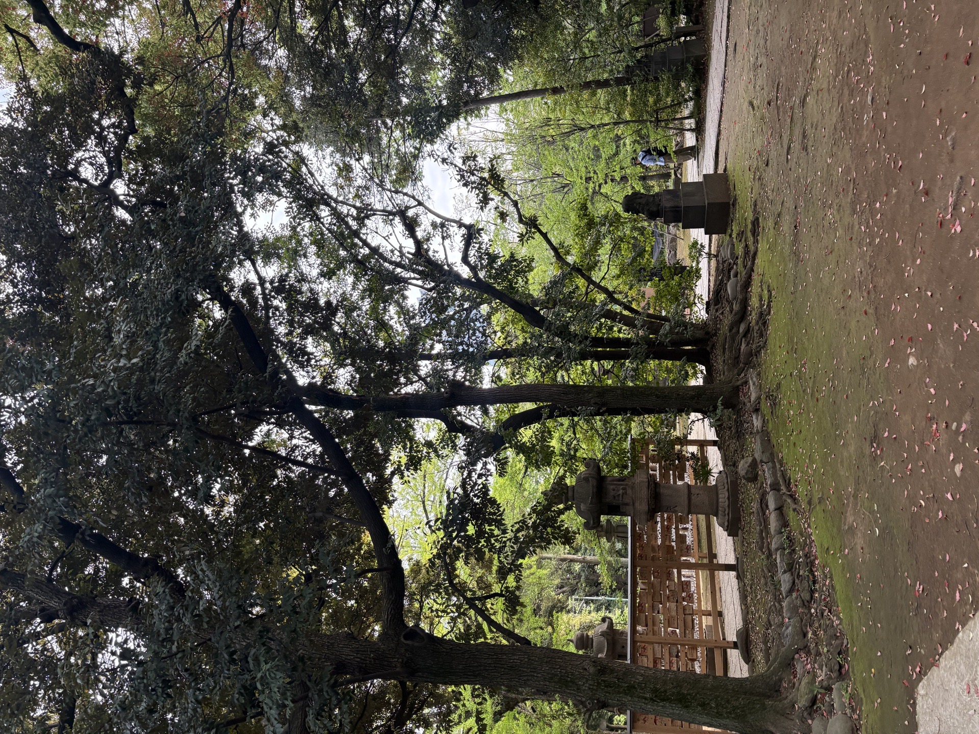 赤坂氷川神社 5