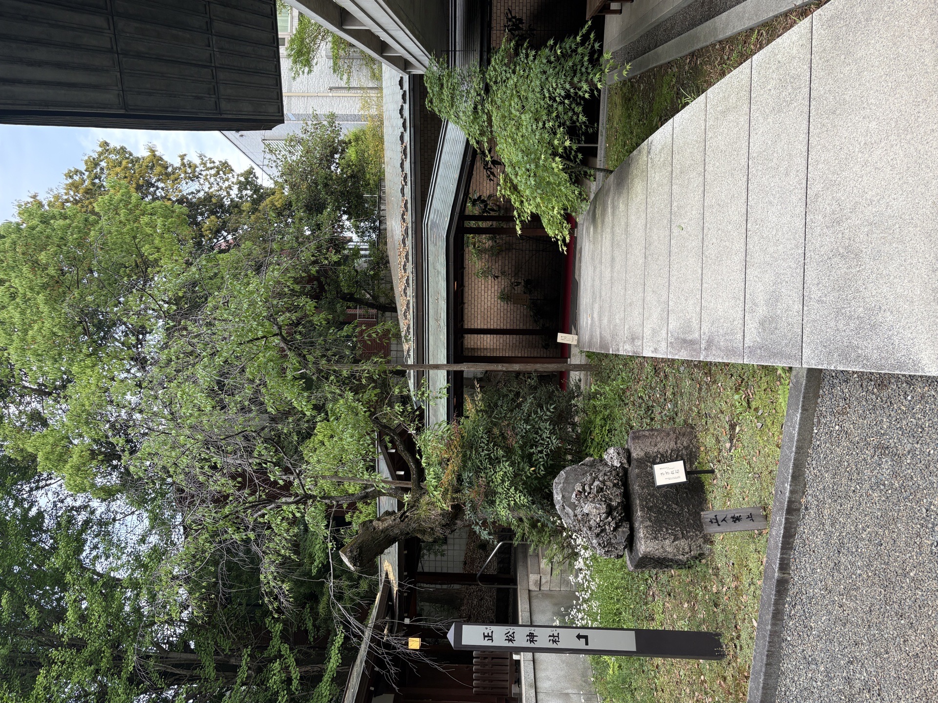 乃木神社 5