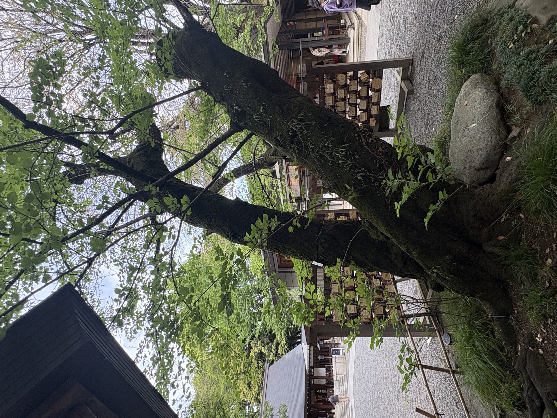 乃木神社 6