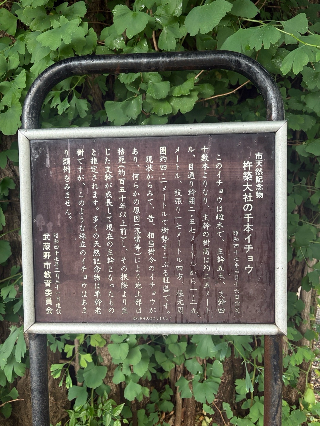 杵築大社 5