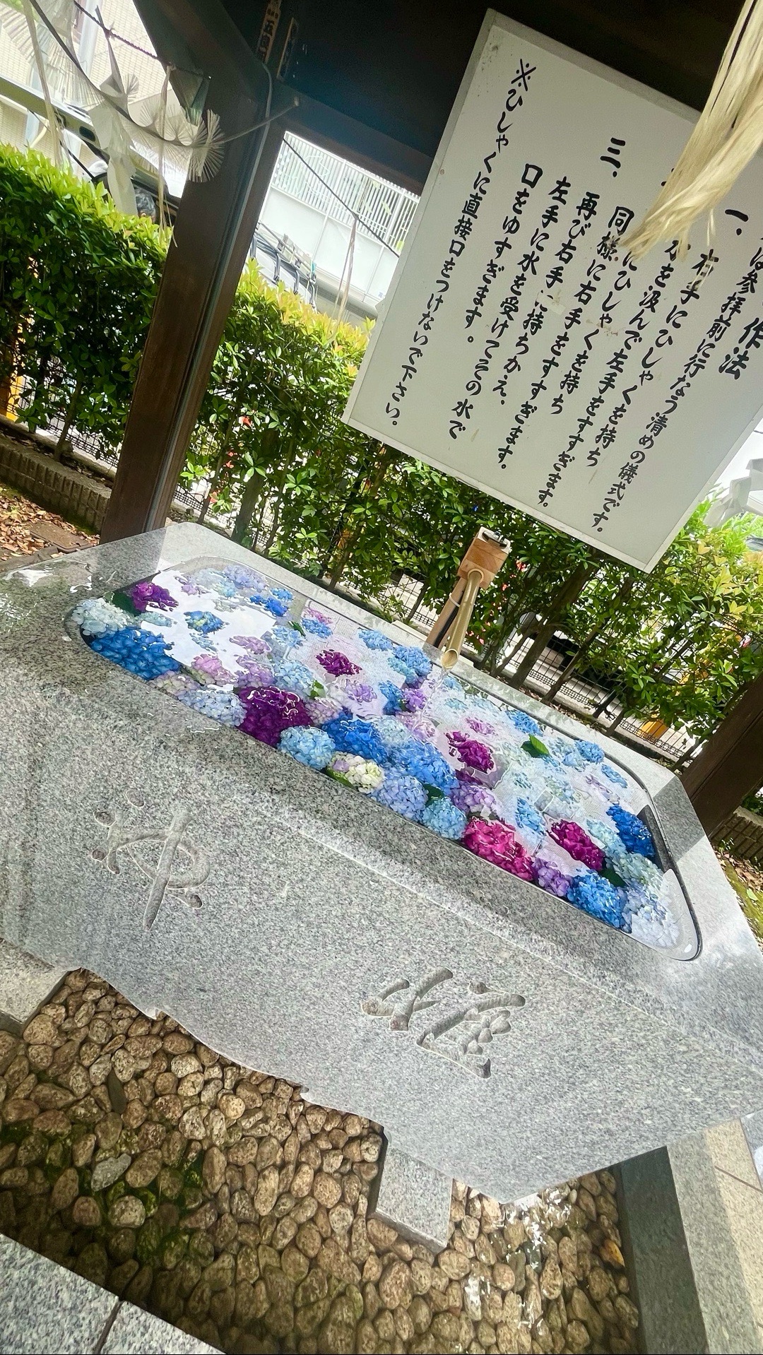 桜神宮 8