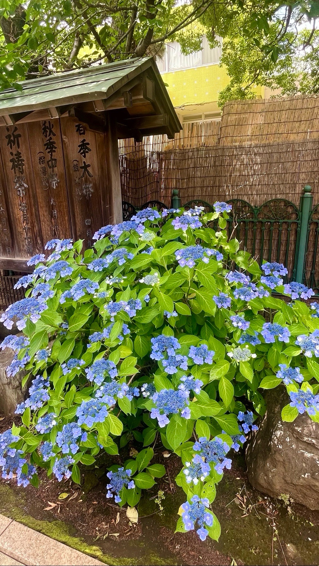 桜神宮 9