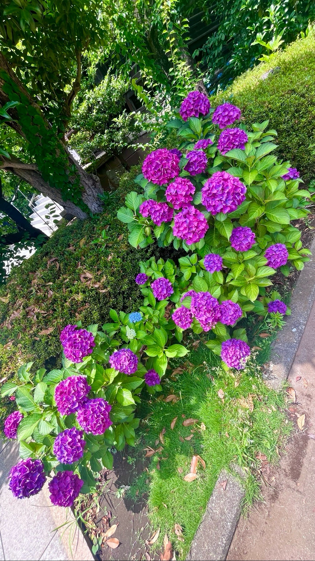 桜神宮