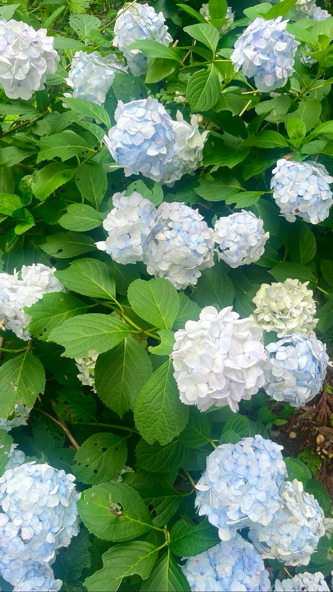 千代ケ岡八幡宮 1