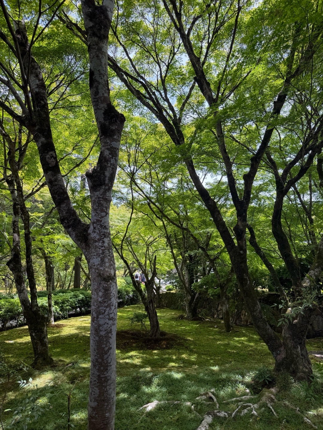 西芳寺 2
