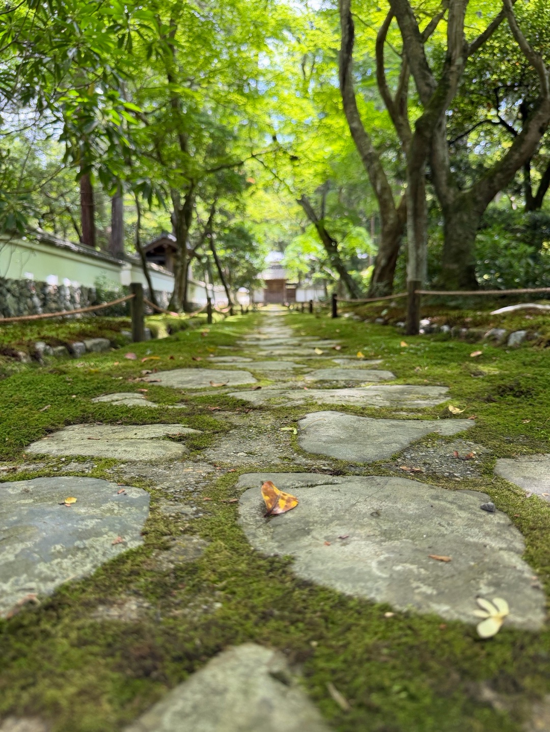西芳寺 4