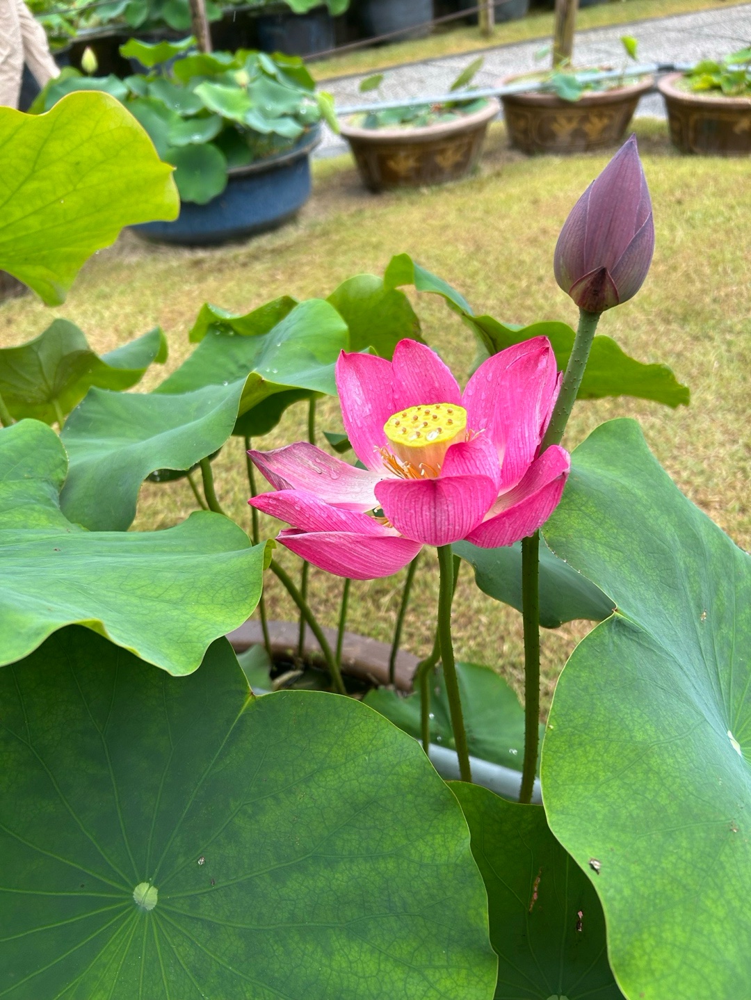 Mimuroto-ji 4