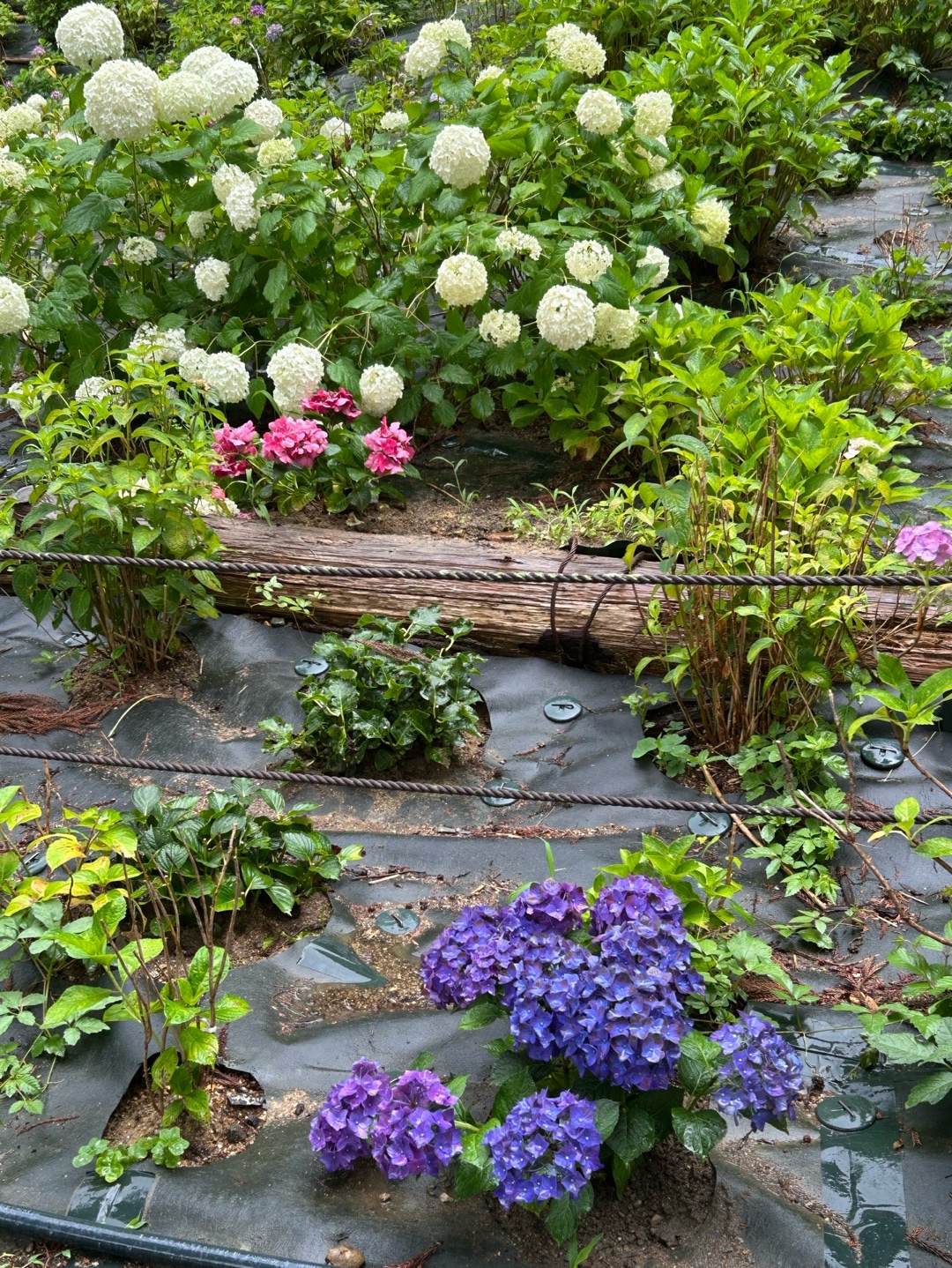 三室戸寺 9