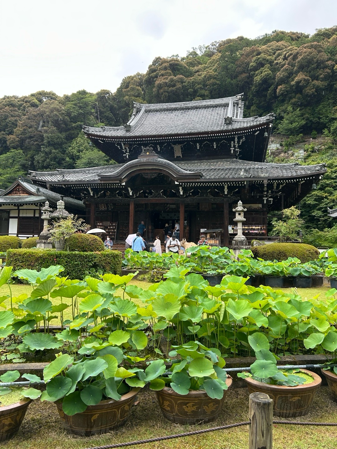 三室戸寺 8