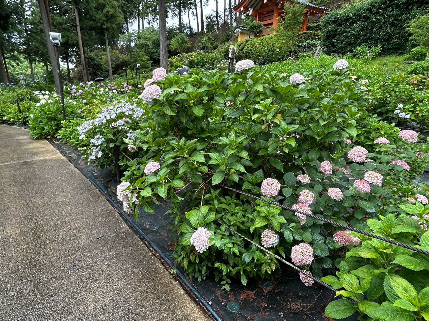 三室戸寺 10