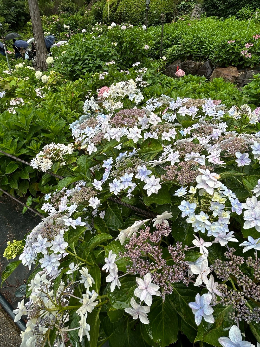Mimuroto-ji 1