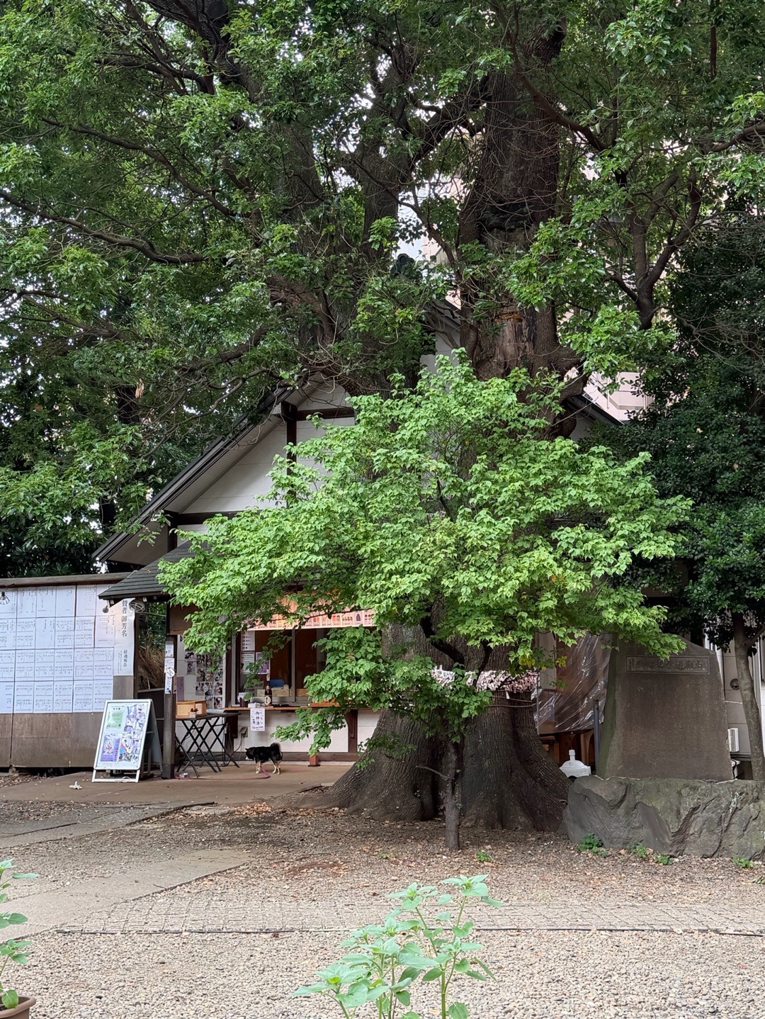 上目黒氷川神社 10