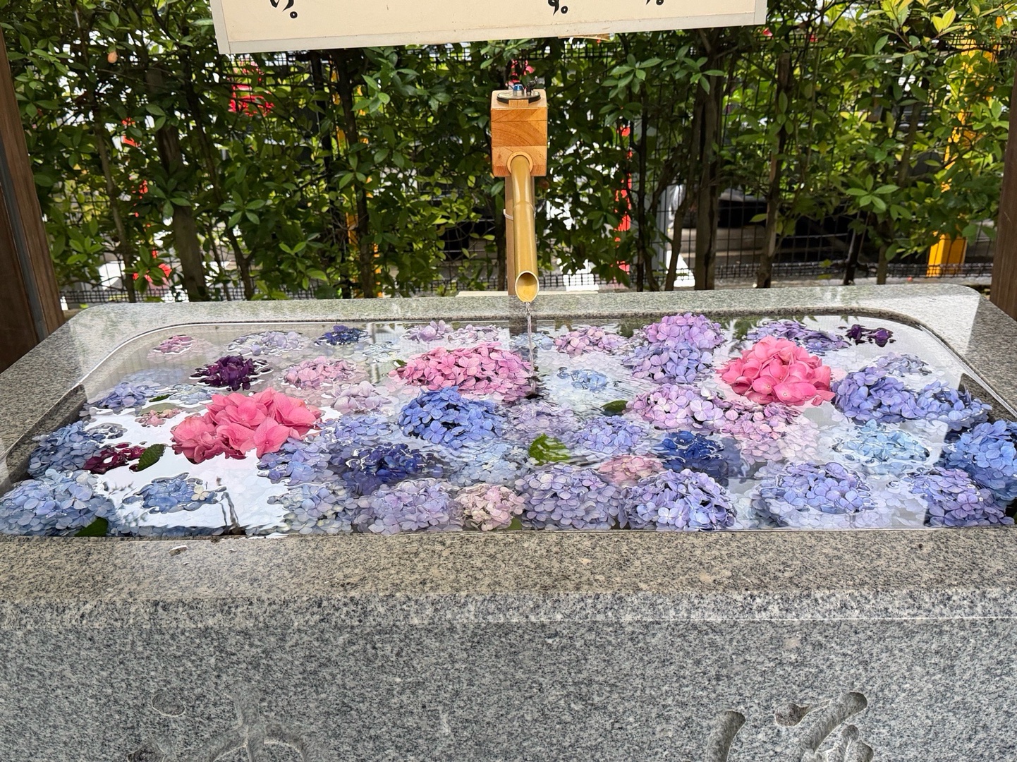 桜神宮 4