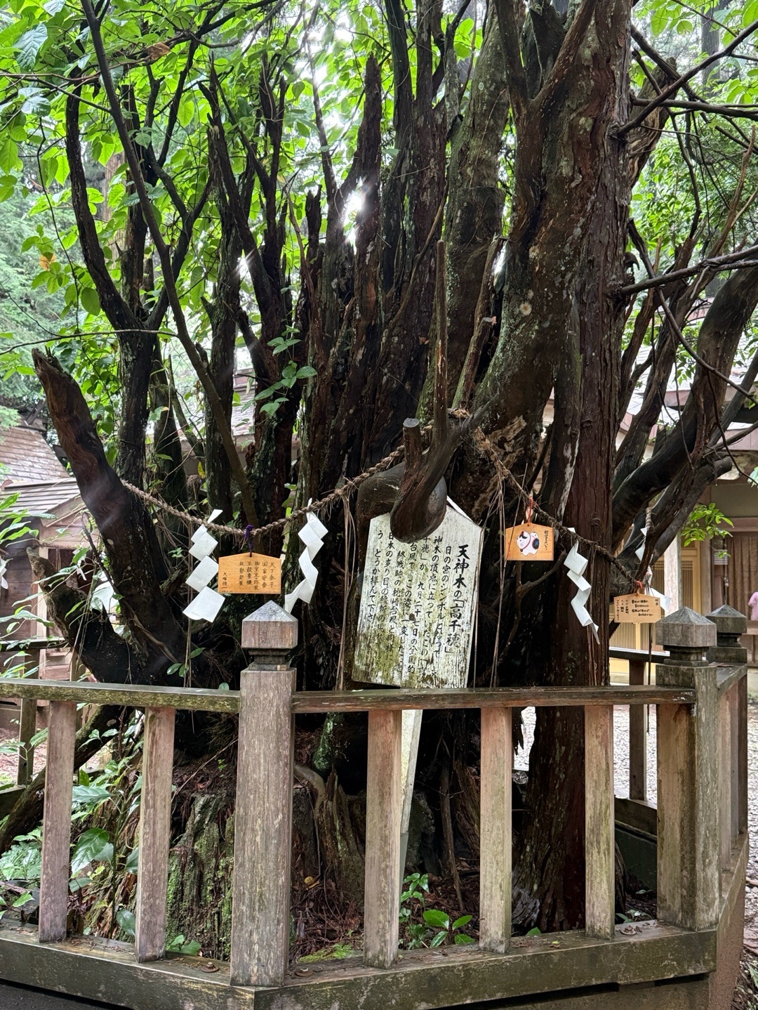 幣立神宮(幣立神社) 3